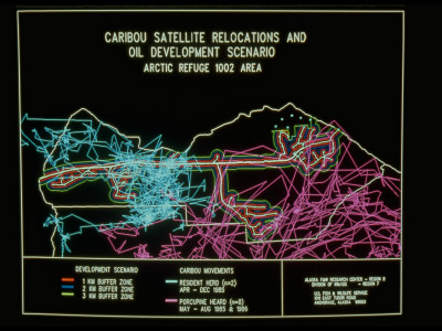 Color Graph Showing How An Oil Pipeline Would Affect 2 Herds Of Caribou by Skip Brown Pricing Limited Edition Print image
