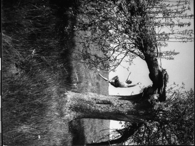 Jose Limon Dancing In Apple Orchard At His Home by Gjon Mili Pricing Limited Edition Print image