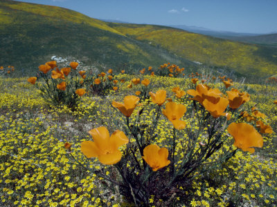 Wild Poppies, Antelope Valley, California, United States Of America, North America by Jon Hart Gardey Pricing Limited Edition Print image
