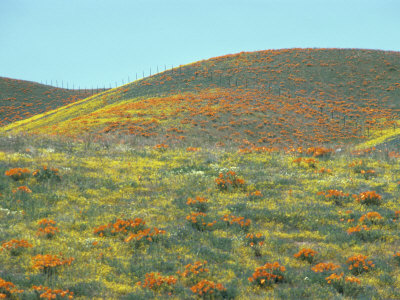 Wild Flowers, Antelope Valley, California, United States Of America, North America by Jon Hart Gardey Pricing Limited Edition Print image