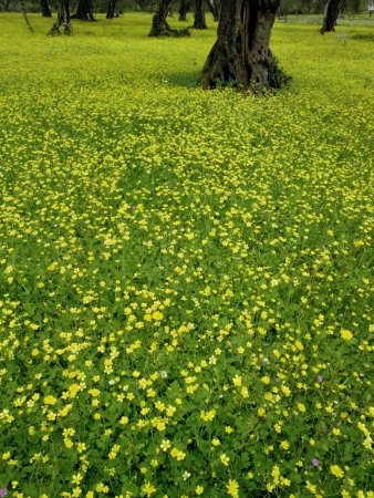 Yellow Flowers In Spring by Jon Hart Gardey Pricing Limited Edition Print image