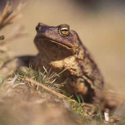 Close-Up Of A Frog by Bjorn Alander Pricing Limited Edition Print image