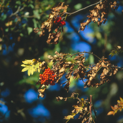 Red Berries On A Rowan Tree With Dry And Brown Leaves by Inge Ekstrom Pricing Limited Edition Print image