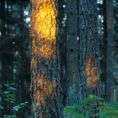 Sunbeam On A Tree In A Forest by Inge Ekstrom Pricing Limited Edition Print image