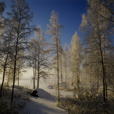 Frozen Trees In Varmland, Sweden by Mikael Andersson Pricing Limited Edition Print image