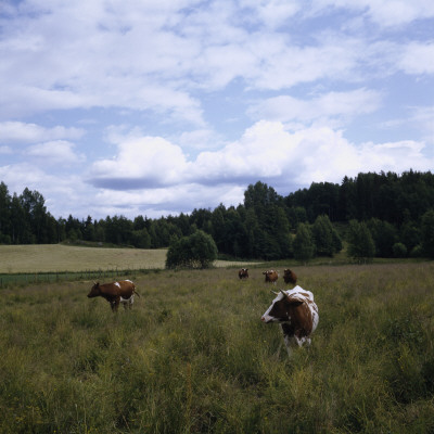 Cows Grazing In A Field by Otmar Thormann Pricing Limited Edition Print image