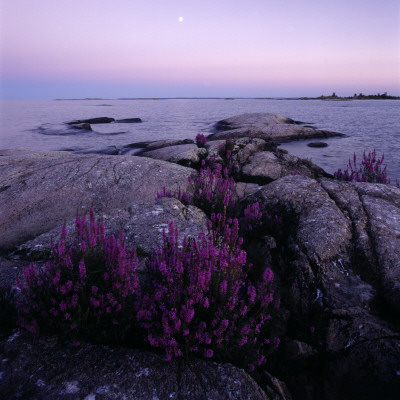 Rocks And Wild Flowers In An Archipelago In Sweden by Ove Eriksson Pricing Limited Edition Print image