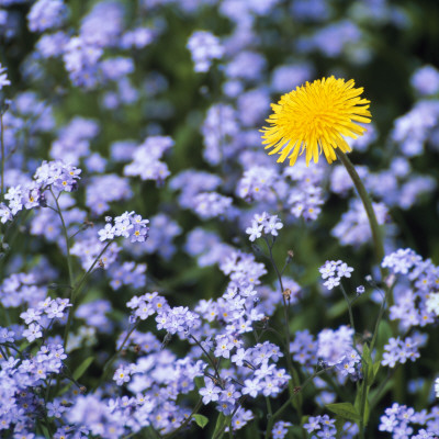 A Coltsfoot Among Other Wildflowers by Ove Eriksson Pricing Limited Edition Print image