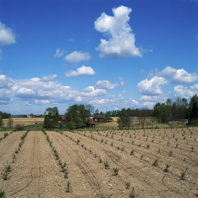 Crop In A Field by Ove Eriksson Pricing Limited Edition Print image