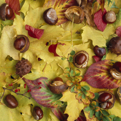 High Angle View Of Chestnuts On Fallen Leaves by Jann Lipka Pricing Limited Edition Print image