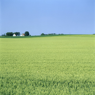 A Corn Field, Sweden by Lars Dahlstrom Pricing Limited Edition Print image