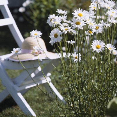 Ox-Eye Daisies In The Garden by Harry Dittmer Pricing Limited Edition Print image