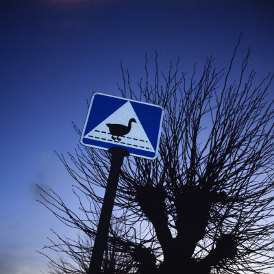 A Sign For A Crosswalk For Birds, Skane, Sweden by Hatte Stiwenius Pricing Limited Edition Print image