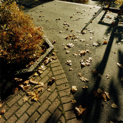 Fallen Leaves In A Park by Nino Monastra Pricing Limited Edition Print image