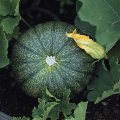 Green Vegetable Marrow by Helene Toresdotter Pricing Limited Edition Print image