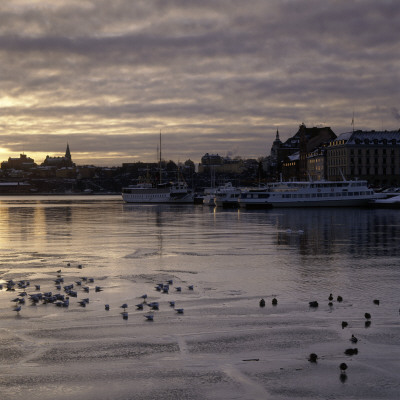 Small Birds On The Sea By Stockholm by Lars Dahlstrom Pricing Limited Edition Print image