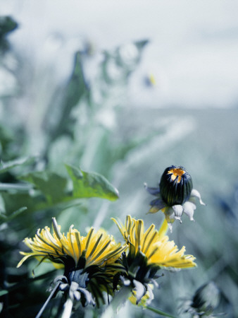 Close-Up Of Dandelion Flowers (Taraxacum Officinale) With A Bud by Atli Mar Pricing Limited Edition Print image