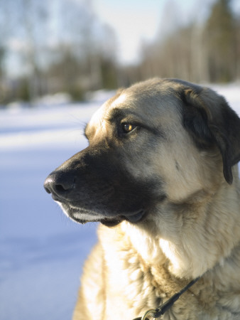 A Sad Looking Dog In The Snow by Baldur Bragason Pricing Limited Edition Print image