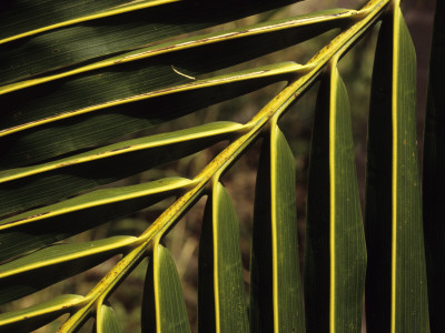 Close-Up Of A Palm Leaf by Bjorn Alander Pricing Limited Edition Print image