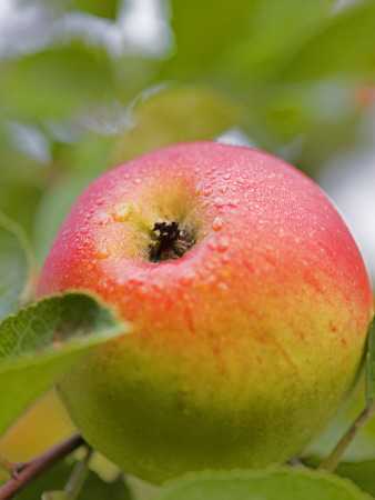 An Apple Growing On A Tree by Anders Ekholm Pricing Limited Edition Print image