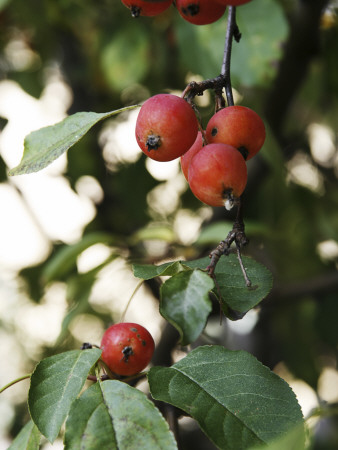 Berries by Ben Greer Pricing Limited Edition Print image