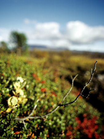 Dry Branch Of A Bush, Iceland by Atli Mar Pricing Limited Edition Print image