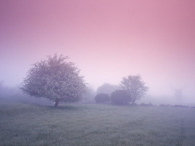 Trees And A Windmill On A Misty And A Cold Day by Anders Tukler Pricing Limited Edition Print image