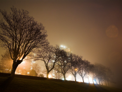 Trees At Night Lining Pacific St In Fog by David Elton Pricing Limited Edition Print image