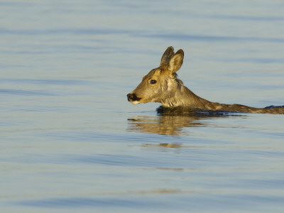 Swimming Roe Deer, Sweden by Berndt-Joel Gunnarsson Pricing Limited Edition Print image
