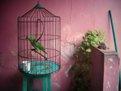 Parrot And Pink Wall by Anahita Nicoukar Pricing Limited Edition Print image