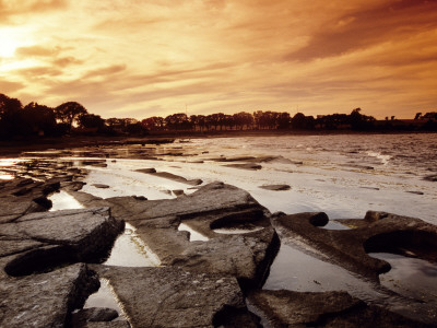 Trees By The Sea In An Archipelago At Sunset by Anders Blomqvist Pricing Limited Edition Print image