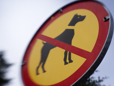 No Dogs Allowed, Iceland by Atli Mar Hafsteinsson Pricing Limited Edition Print image