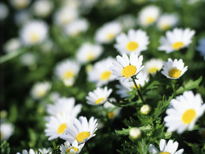 White Flowers, Iceland by Gunnar Svanberg Skulasson Pricing Limited Edition Print image