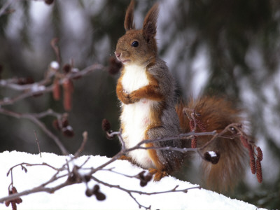 A Red Squirrel Standing In Snow by Hannu Hautala Pricing Limited Edition Print image