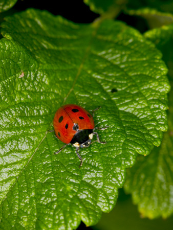 A Ladybird On A Leaf by Jann Lipka Pricing Limited Edition Print image
