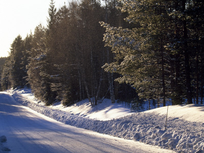 Snow Covered Road Running Through The Forest by Gunnar Larsson Pricing Limited Edition Print image