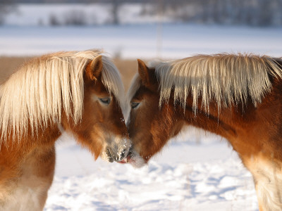 Two Icelandic Horses In Sweden by Jorgen Larsson Pricing Limited Edition Print image