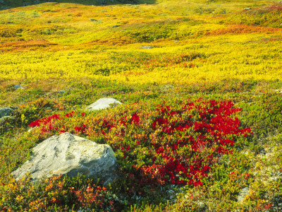 Close-Up Of Rocks In A Field by Jorgen Larsson Pricing Limited Edition Print image