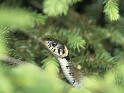 A Snake by Jorgen Larsson Pricing Limited Edition Print image