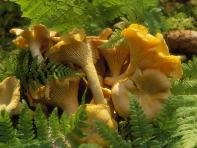 Close Up Of Chanterelles Mushrooms And Fern by Jorgen Larsson Pricing Limited Edition Print image