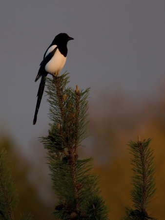 Bird Perching On The Branch Of A Tree by Jorgen Larsson Pricing Limited Edition Print image