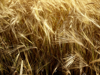 Wheat by Lena Paterson Pricing Limited Edition Print image