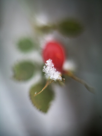 Snow On A Red Berry by Lars Dahlstrom Pricing Limited Edition Print image