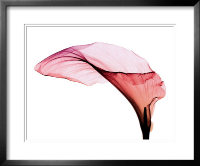 Giant Calla by Steven N. Meyers Pricing Limited Edition Print image
