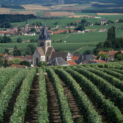 Champagne Vineyard by Joe Cornish Pricing Limited Edition Print image