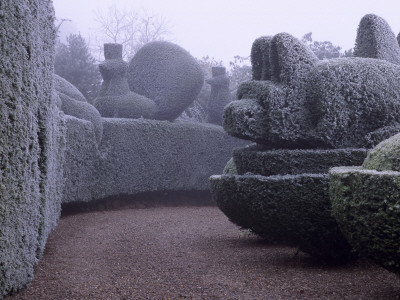 Parsonage, Worcestershire - Frosted Topiary Hedges Beside The Drive Topped By Peacocks, Winter by Clive Nichols Pricing Limited Edition Print image
