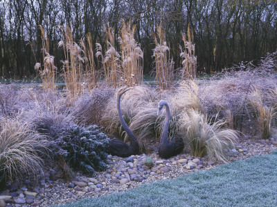 Frosty Grass Border Beside The Canal, With Swan Sculptures, Stipa Tenuissima, Miscanthus Graziella by Clive Nichols Pricing Limited Edition Print image