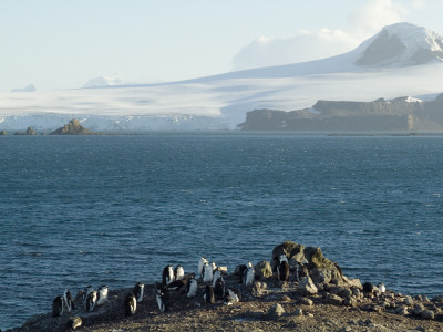 Chinstrap Penguins, Aitcho Island, Antarctica by Natalie Tepper Pricing Limited Edition Print image