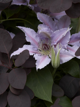 Flower Details - Clematis by Richard Bryant Pricing Limited Edition Print image