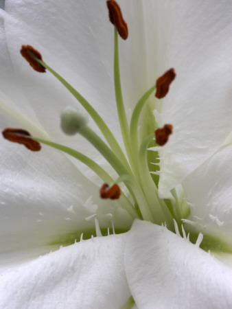 Flower Details - Lillium by Richard Bryant Pricing Limited Edition Print image